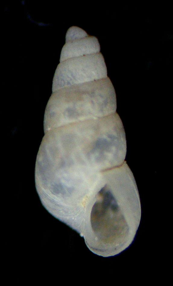 odostomia elba